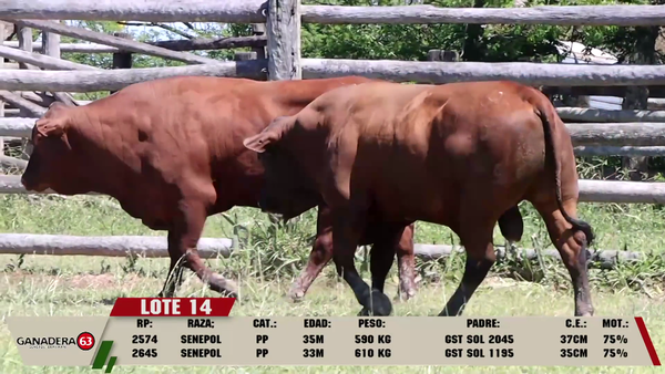 Lote LOTE 14