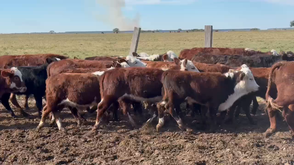 Lote 50 Terneros/as en Corrientes, Chavarría