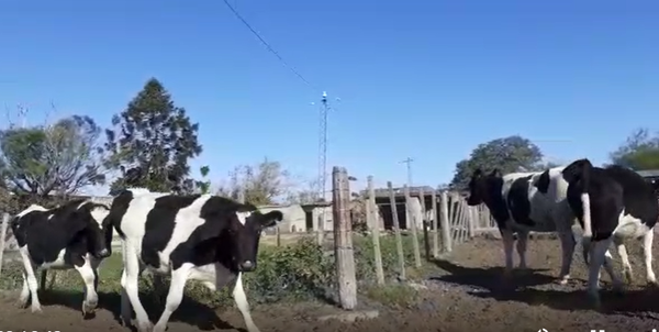 Lote 15 Vaquillonas en Col. San Bartolome, Córdoba