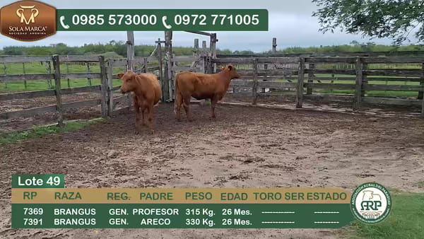 Lote 2 Hembras BRANGUS, Ñeembucú
