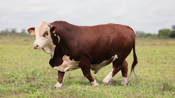 Lote Toros BRAFORD - Cabaña TENONDERA