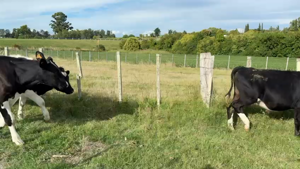 Lote NOVILLOS 1 a 2 AÑOS