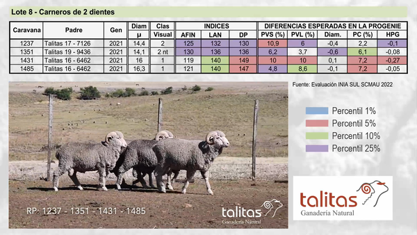 Lote Lote 8 - TALITAS