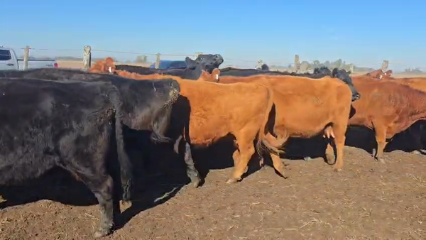 Lote 24 Vacas CUT preñadas
