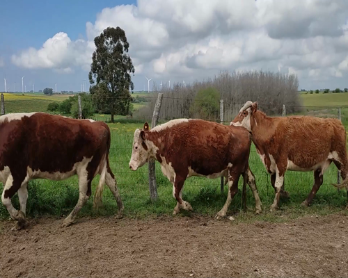 Lote (Vendido)56 Piezas de cría 9 HE,  6 HE X AA,  6 RA X HE,  3 HE X NO,  3 AA,  1 RA 420kg - , Colonia