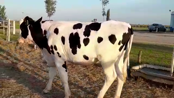 Lote Toros - Establecimiento La Luisa