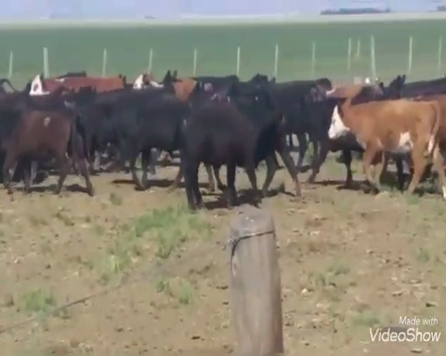 Lote 130 Terneras en Saavedra, Buenos Aires