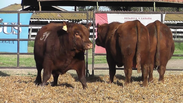 Lote TOROS ANGUS COLORADOS PC