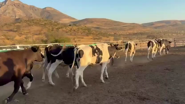 Lote 50 Novillo Engorda en Tiltil, Región Metropolitana