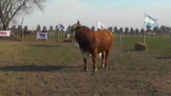 Lote TORO BRAFORD
