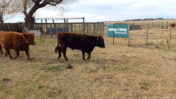 Lote 32 Terneros/as en Buenos Aires, Daireaux