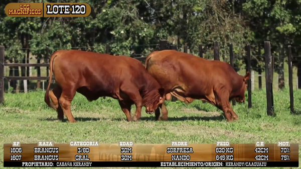 Lote LOTE 120