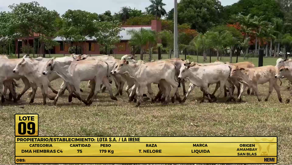 Lote LOTE 9