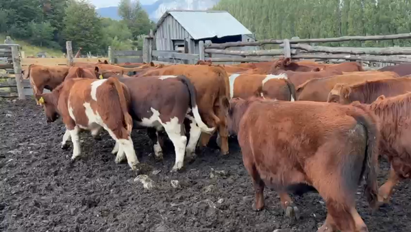 Lote 60 Ternero en Coyhaique, XI Región Aysén