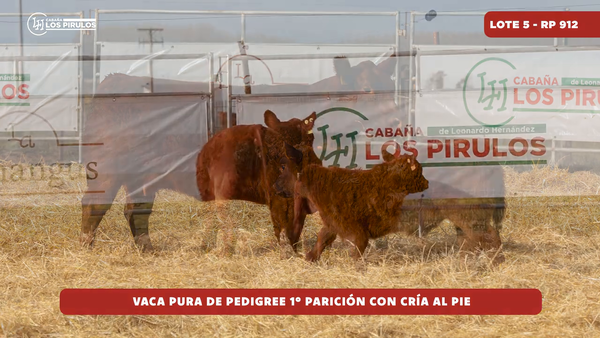 Lote VACA PURA DE PEDIGREE - 3 años - 1ra parición - con cría al pie