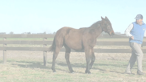 Lote TORTURA BORRACHO (BACKYARD HEAVEN - LA ARROCERA DEL SUR)