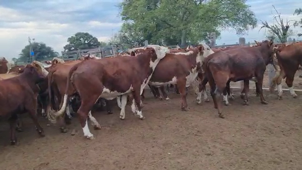 Lote 200 VACAS BRAFORD APTO CHINA EN SAN JUSTO, SANTA FE