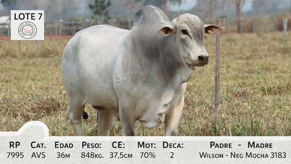 Lote LOTE 7
