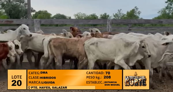 Lote Lote 20