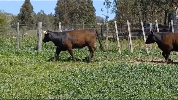 Lote 5 Terneras ANGUS en OMBUES DE LAVALLE