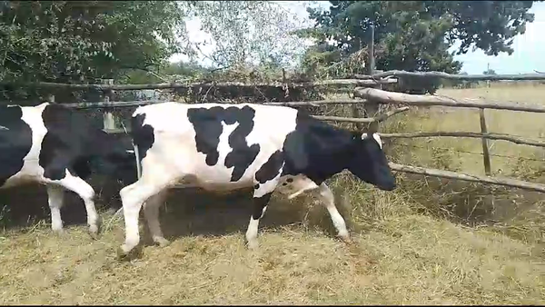 Lote 2 Novillos Holando en Polimero