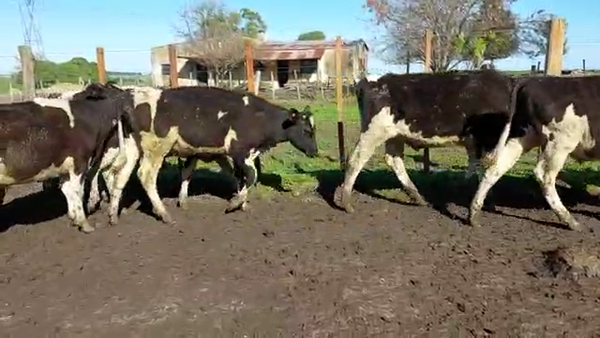 Lote 100 Novillos HOLANDO 220kg - , San José