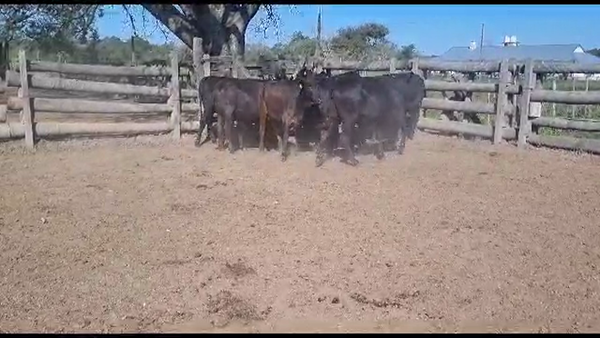 Lote VAQUILLONAS PREÑADAS