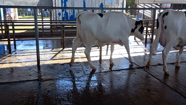 Lote Vaquillonas Paridas - La Ramada