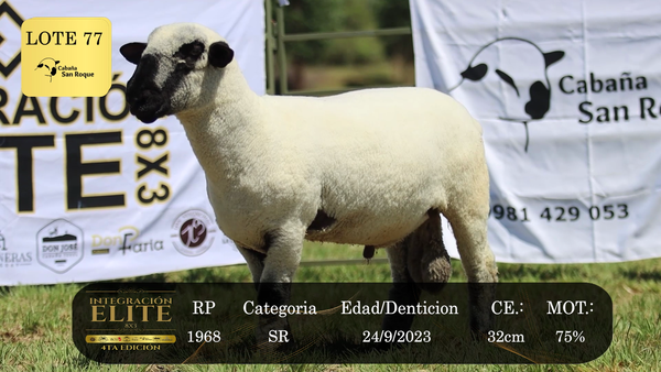 Lote LOTE 77