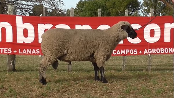 Lote 1 carnero 2 dtes MO numero 05