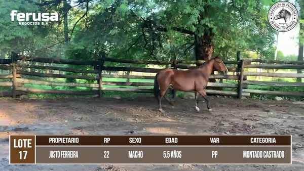 Lote LOTE 17 DE CAMPO