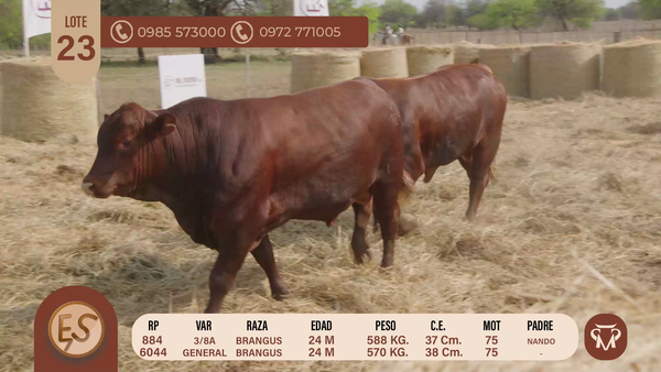 Lote TOROS BRANGUS 24 MESES
