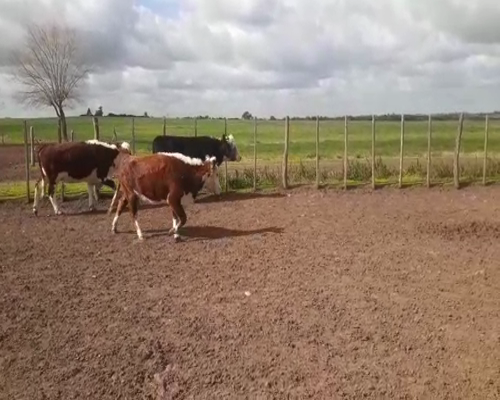 Lote (Vendido)3 Vacas de Invernada 400kg - , Colonia