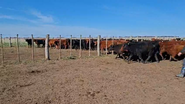 Lote 220 Terneros en Buenos Aires, Olavarría