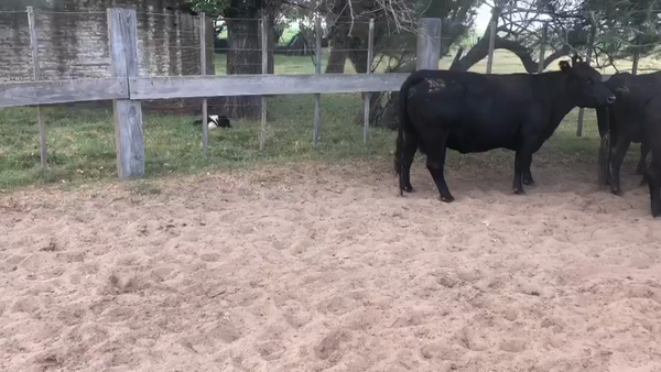 Lote 8 Vacas CUT preñadas en Pellegrini, Buenos Aires