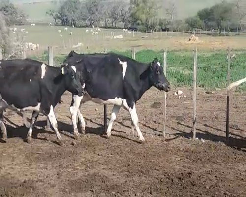 Lote (Vendido)19 Vacas de Invernada HO 475kg -  en POLANCOS