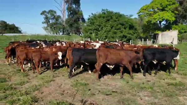 Lote 120 Terneros/as en Santa Rosa, Corrientes