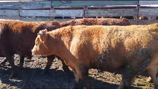 Lote 20 Novillo Gordo en Los Ángeles, VIII Región Biobío