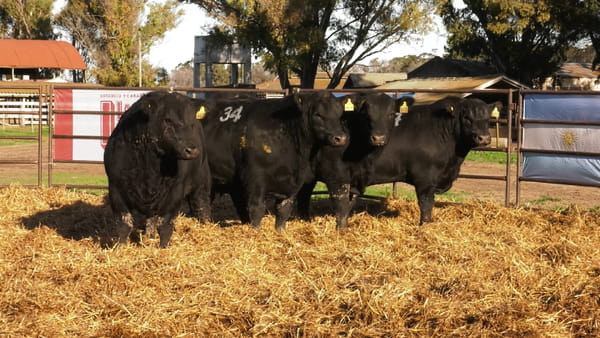 Lote TOROS ANGUS NEGROS PC
