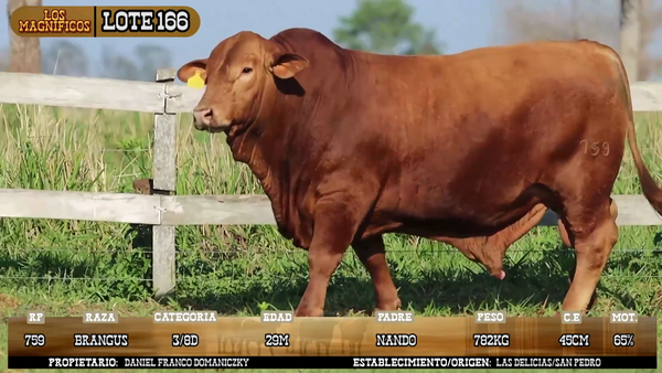 Lote LOTE 166
