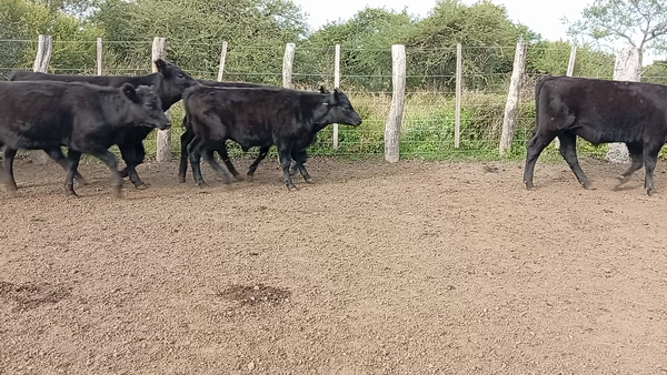 Lote 110 Terneros/as en Entre Ríos, Federal