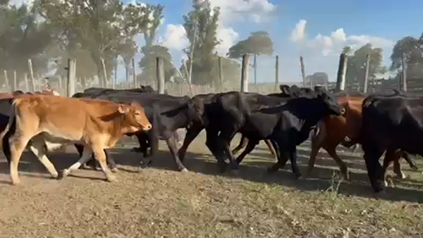 Lote 115 Terneros/as en Gran Guardia, Formosa