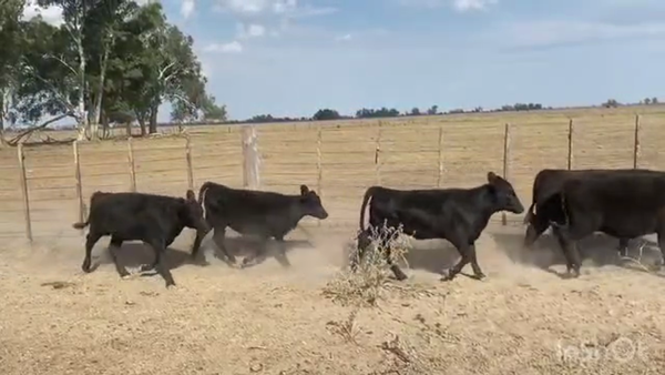 Lote 47 Terneros/as en Gral. Paz, Buenos Aires