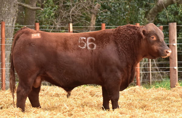 43077 — TOROS ANGUS PC