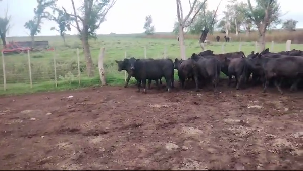 Lote 65 Terneros en Pehuajo