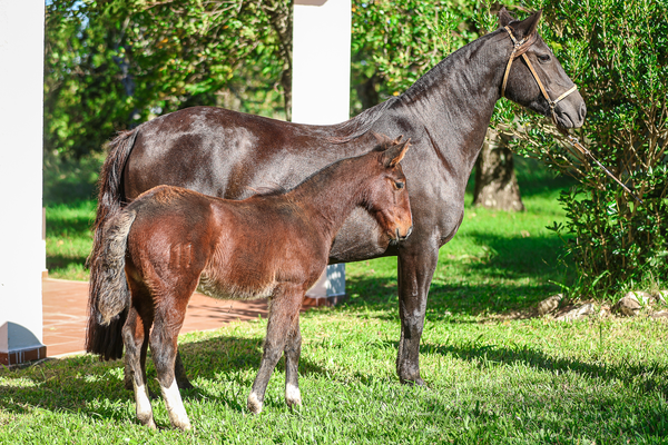Lote IMPOSTORA DA SANTA EULALIA