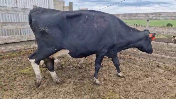 Lote 2 Vaca, San José