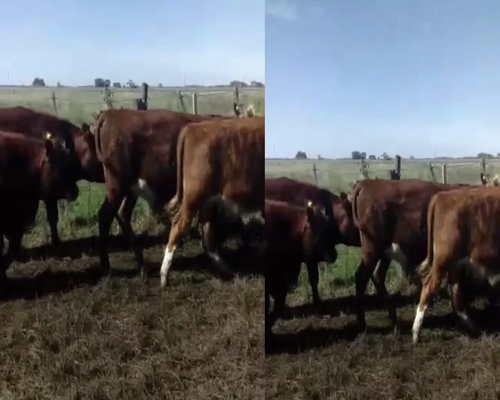 Lote 60 Novillitos en Chascomús, Buenos Aires