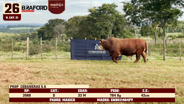Lote LOTE 26