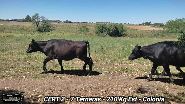 Lote 7 Terneras en Tarariras, Colonia
